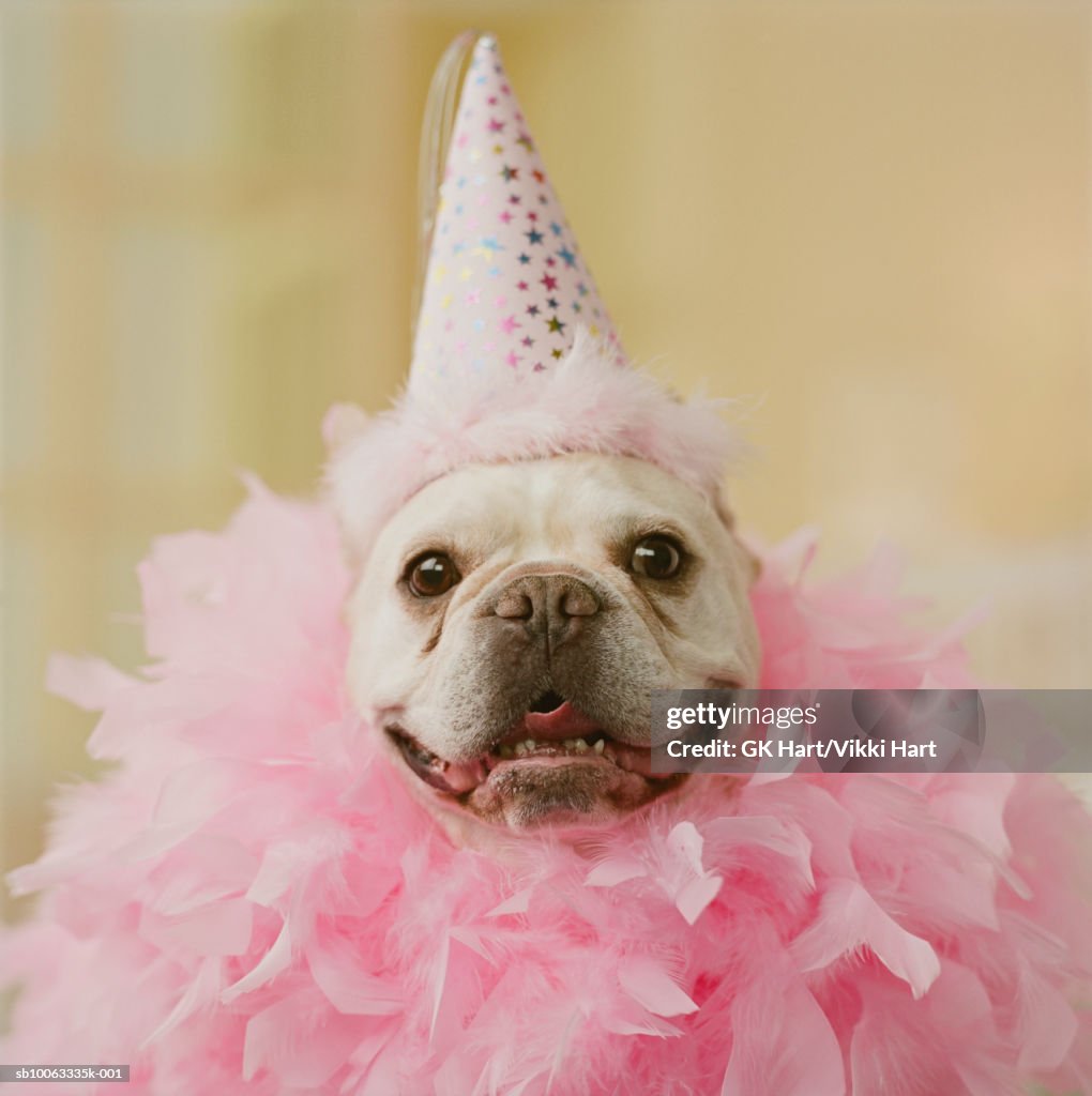 Party stock images