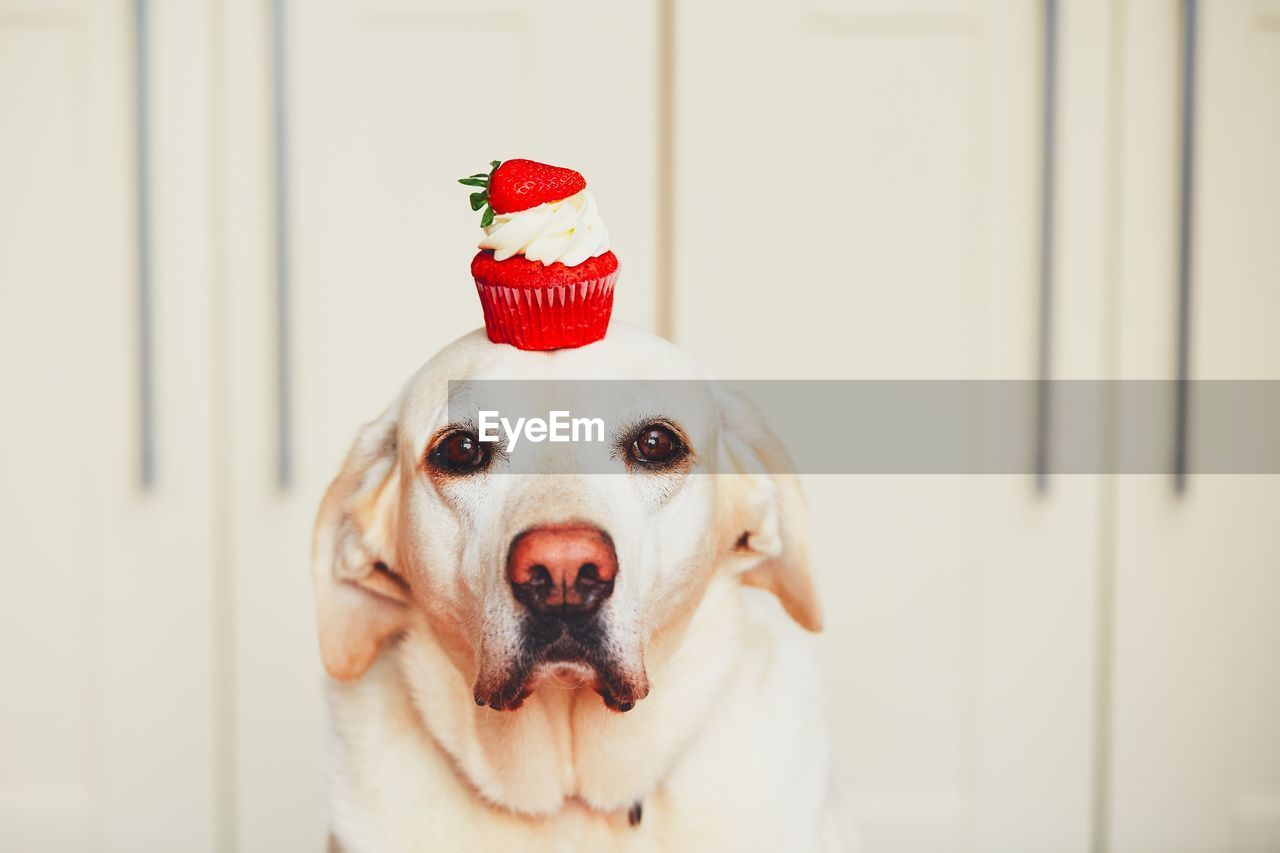 Party stock images