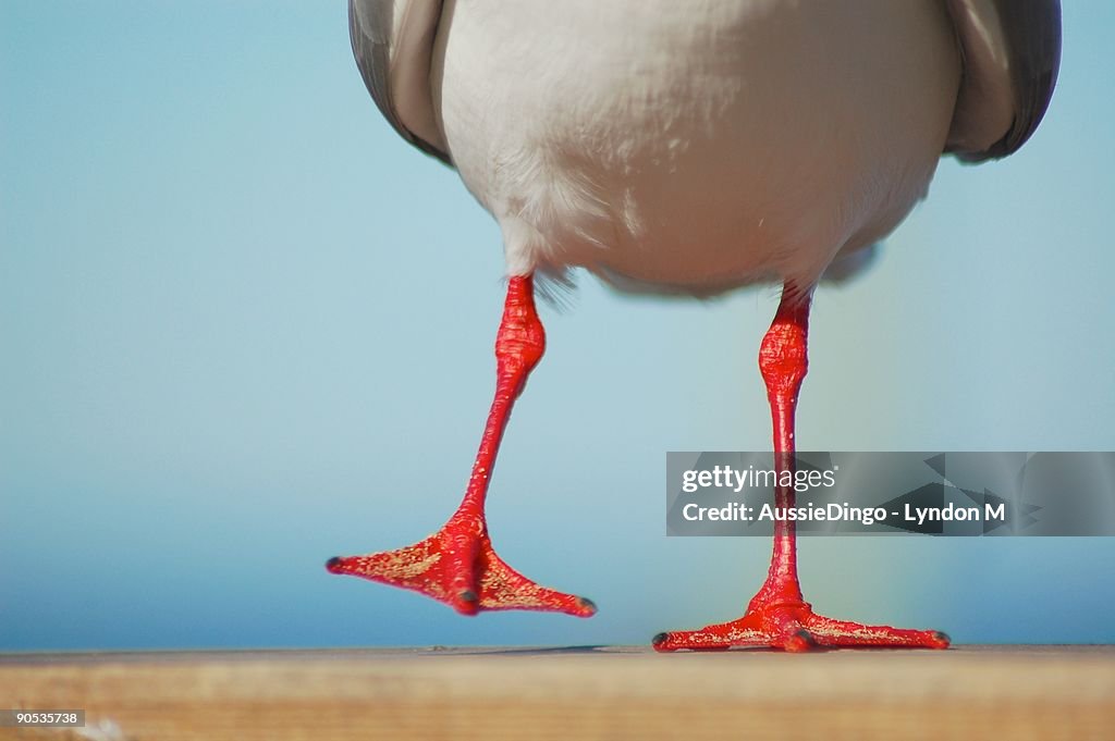 Party stock images