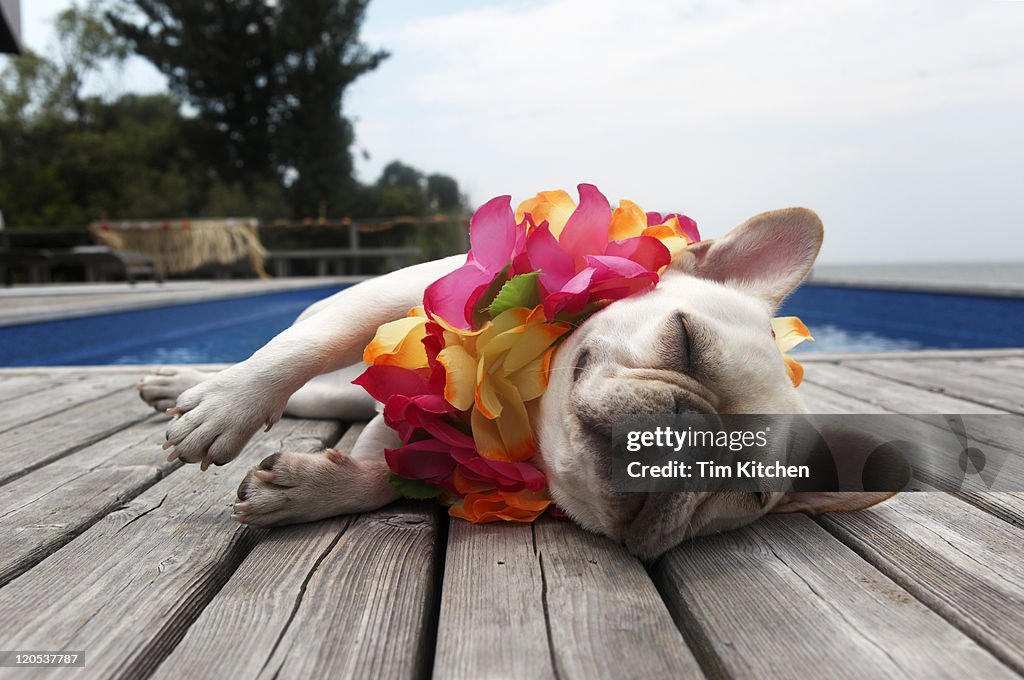 Brazilian Carnival Festival art prints