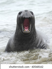 Brazilian Carnival Festival art prints