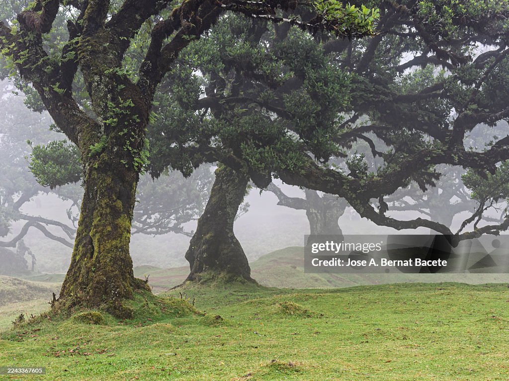 Fairy Tale Magic stock images
