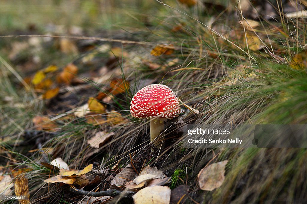 Fairy Tale Magic stock images