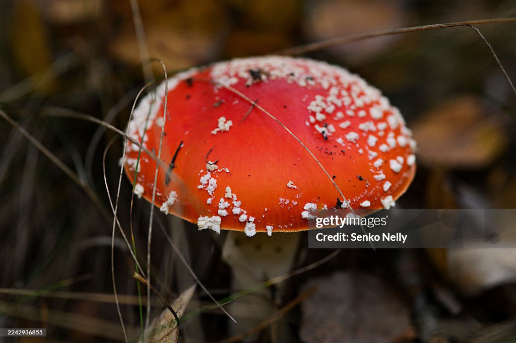 Fairy Tale Magic stock images