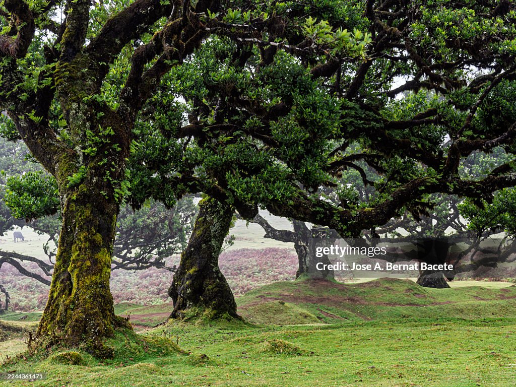 Fairy Tale Magic stock images