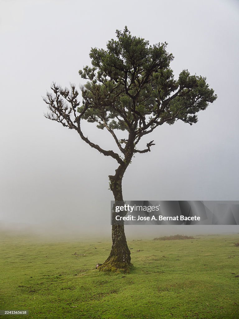 Fairy Tale Magic stock images