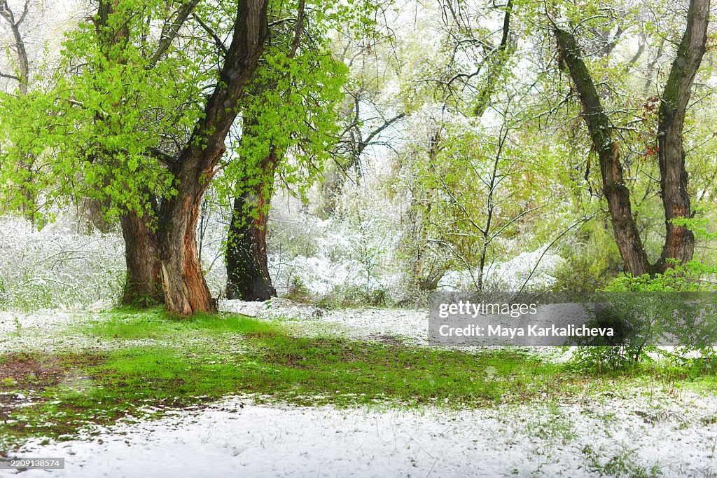 Fairy Tale Magic stock images
