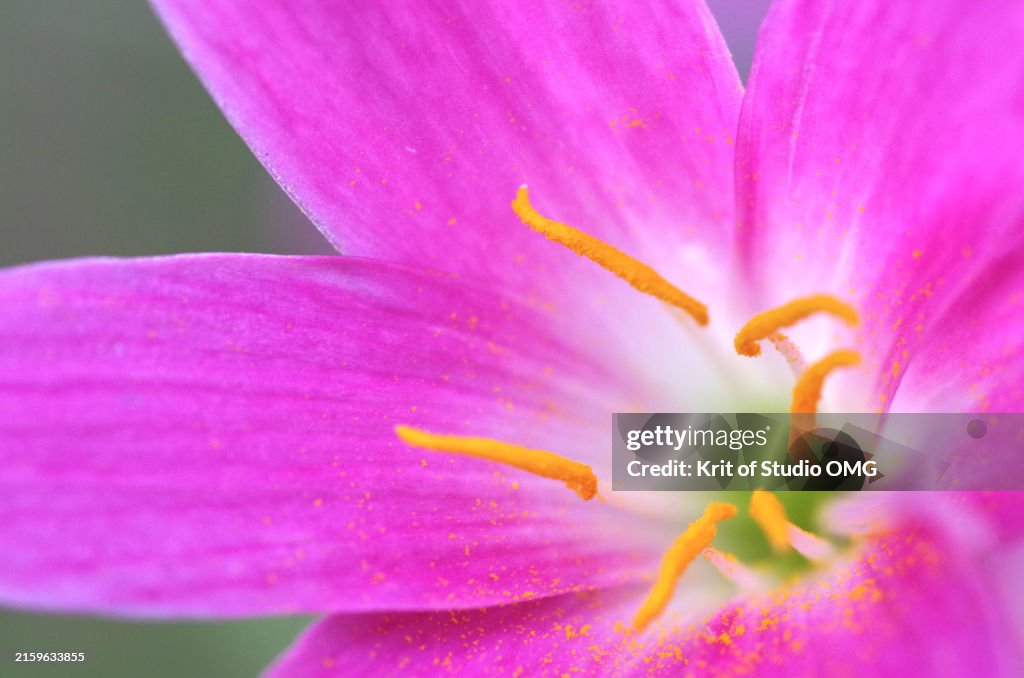 Fairy Tale Magic stock images