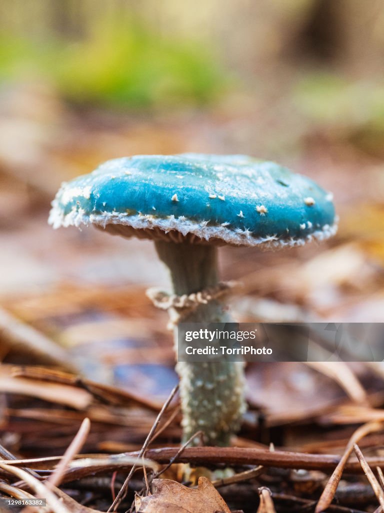 Fairy Tale Magic stock images