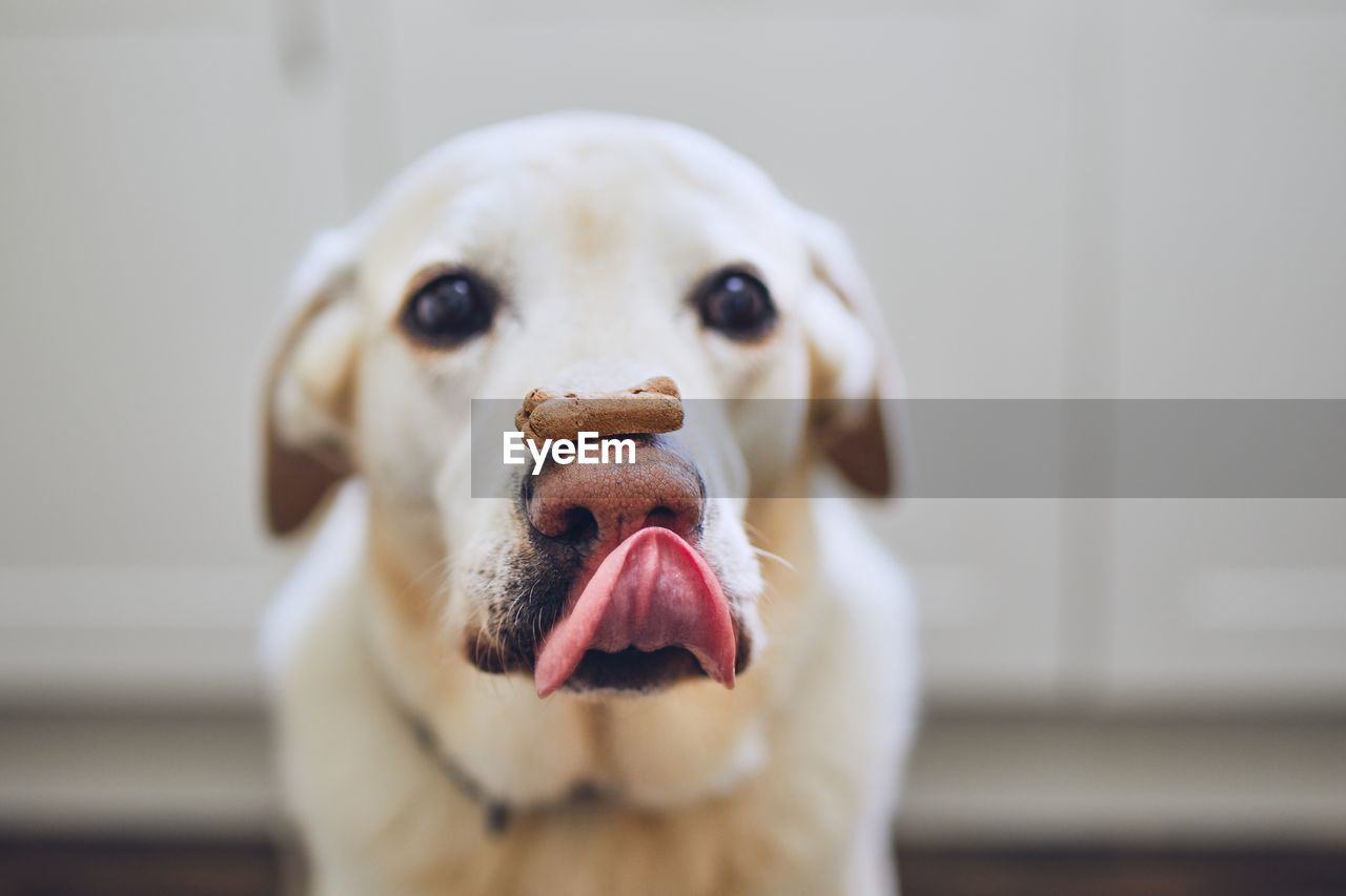 Lollipop stock images