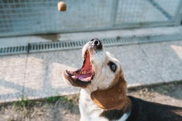 Cookie stock images